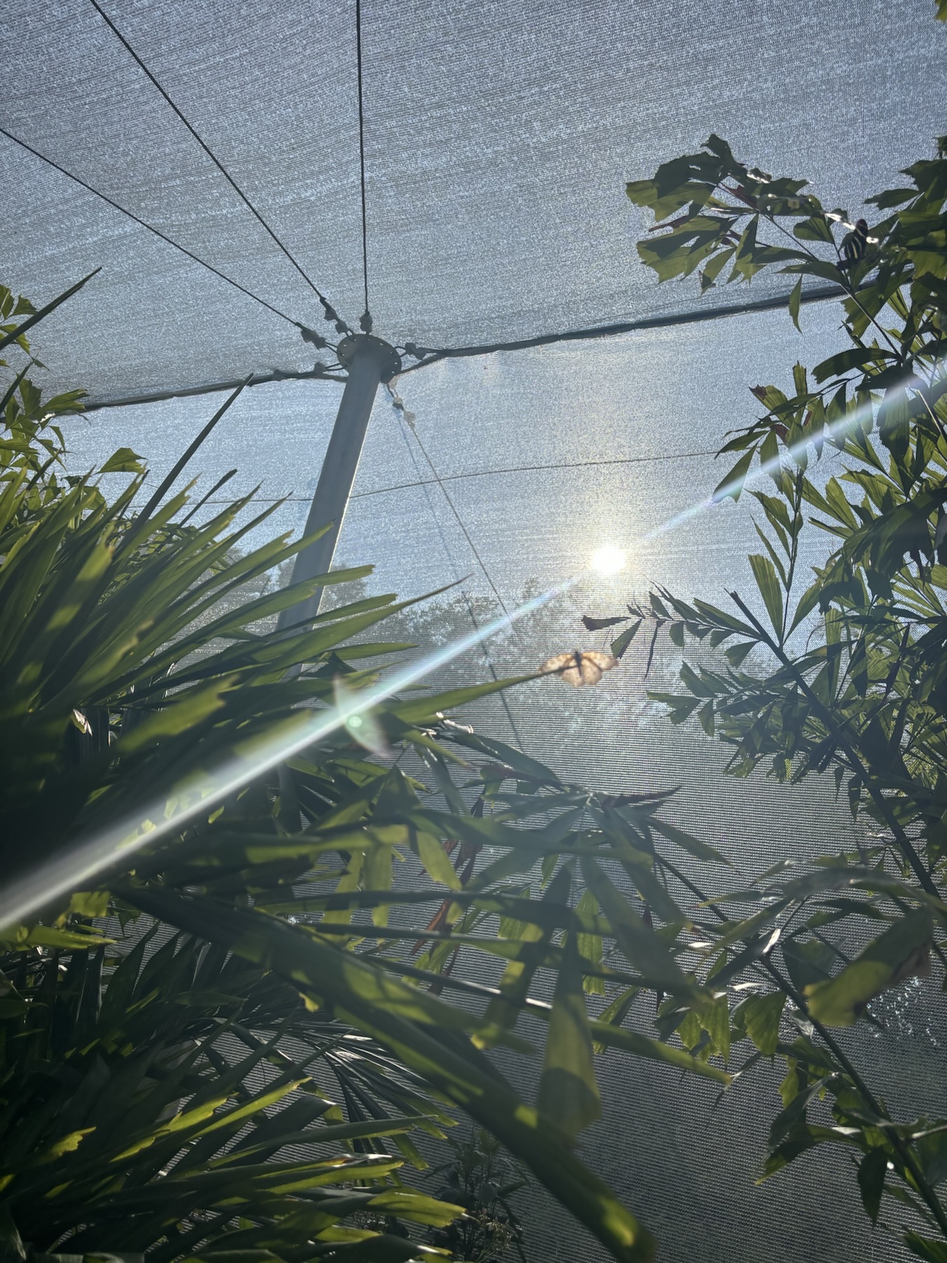 Epcot International Flower and Garden Festival Butterfly Landing