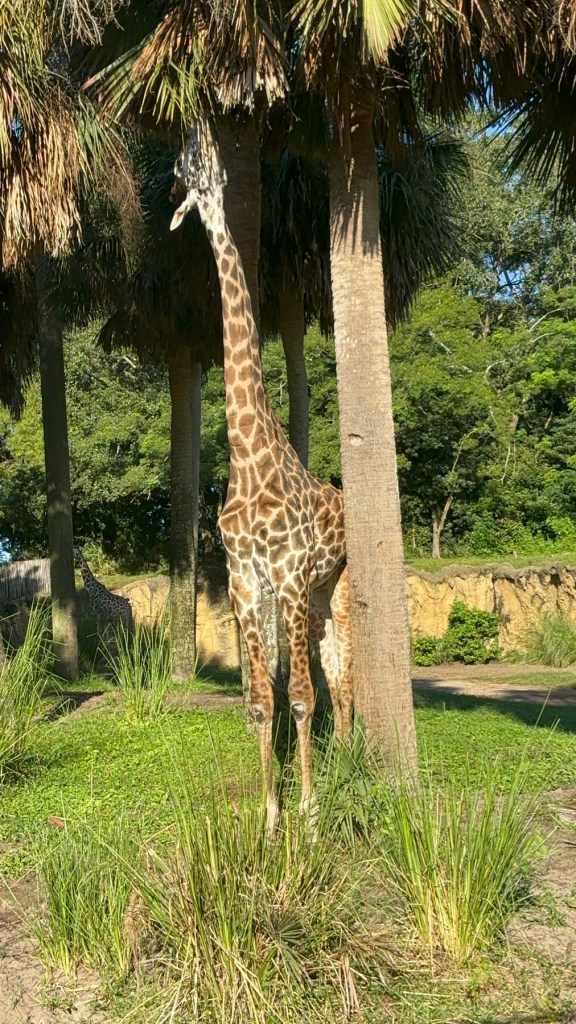 Giraffe grazing, Kilimanjaro Safaris at Disney's Animal Kingdom Theme Park.