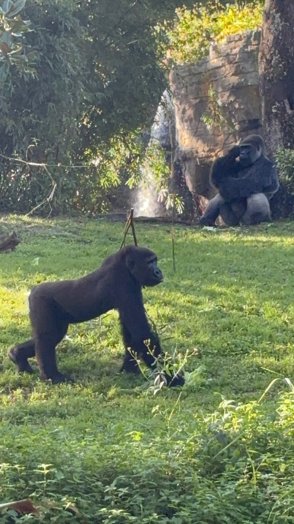 Gorilla Falls Trail, Disney's Animal Kingdom Theme Park