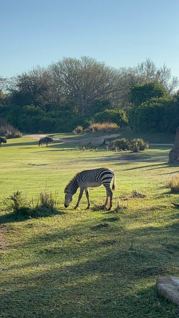 Zebra grazing, Kilimanjaro Safaris at Disney's Animal Kingdom Theme Park.