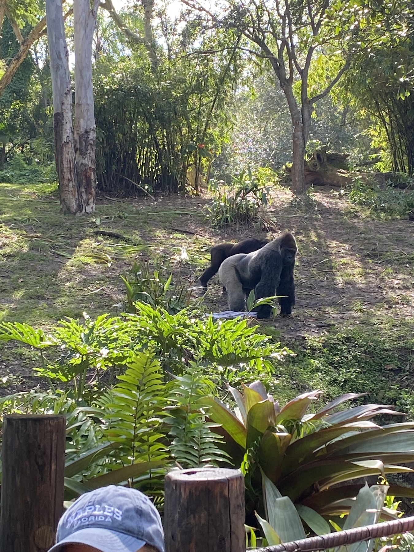 Bachelor Gorillas on Gorilla Falls Trail