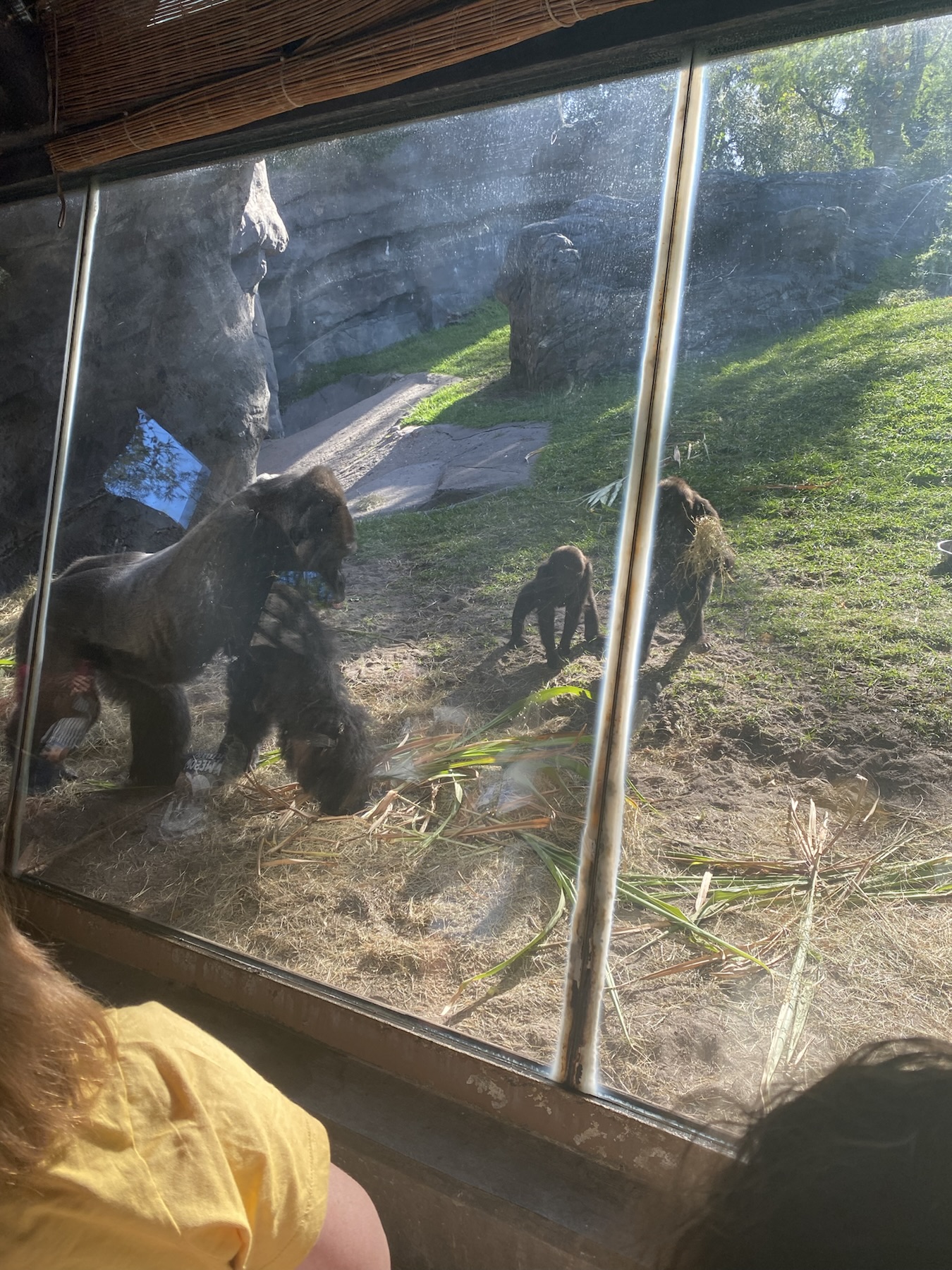 Troop of Gorillas on Gorilla Falls Trail
