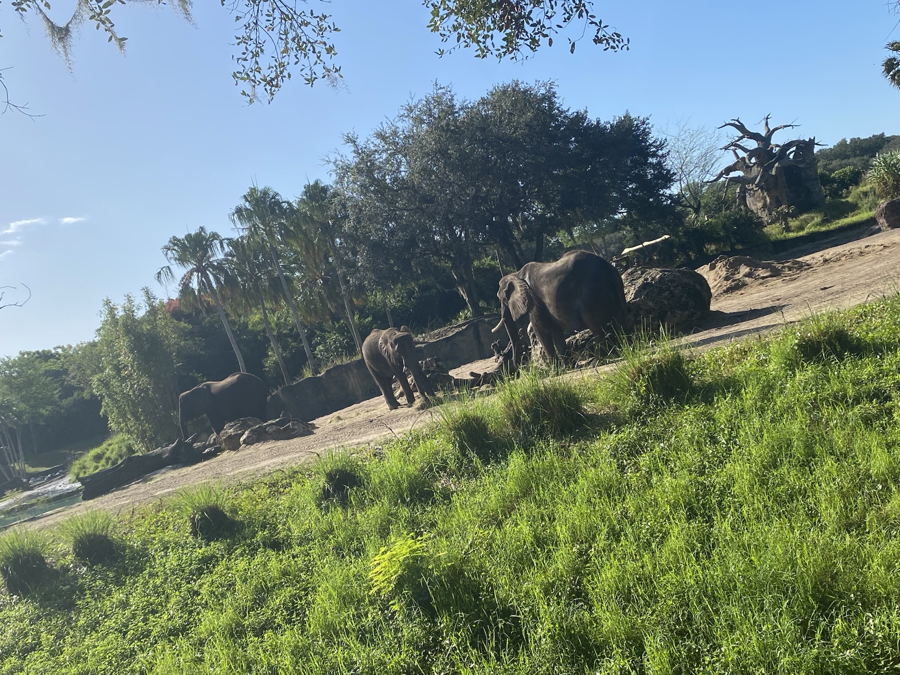Caring for Giants at Disney's Animal Kingdom