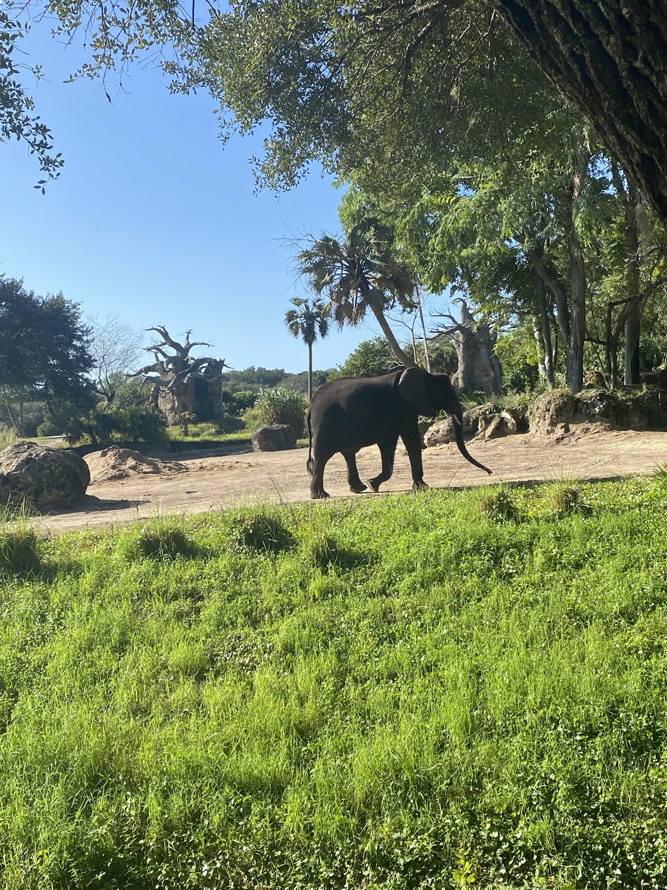 Caring for Giants at Disney's Animal Kingdom
