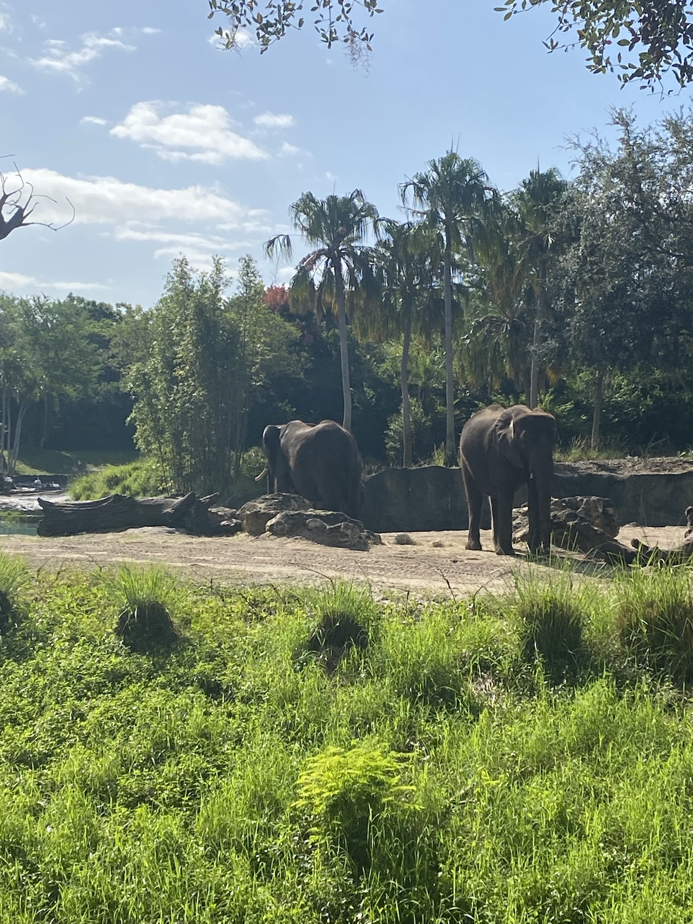 Caring for Giants at Disney's Animal Kingdom