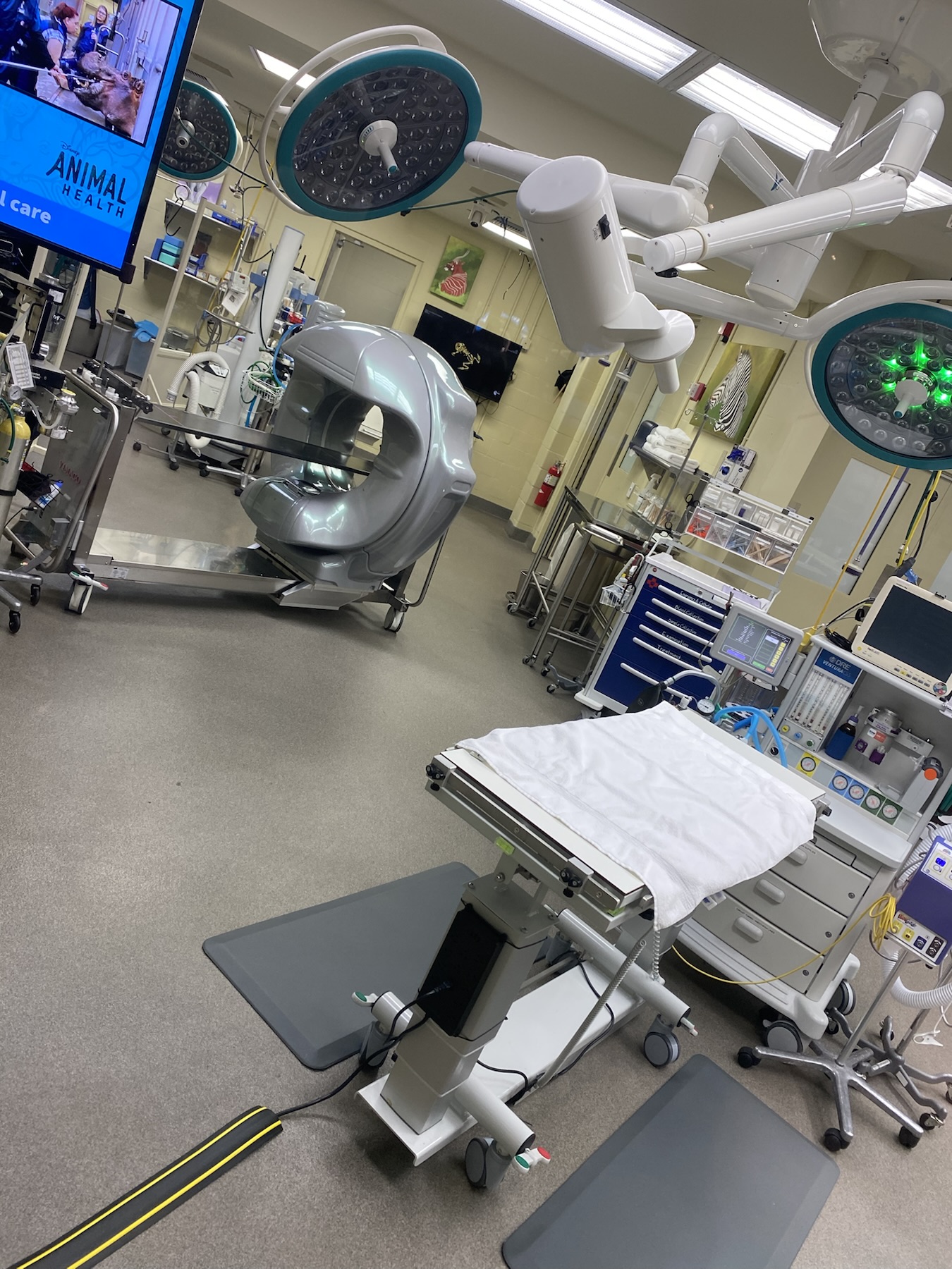Procedure room with viewing window at Conservation Station