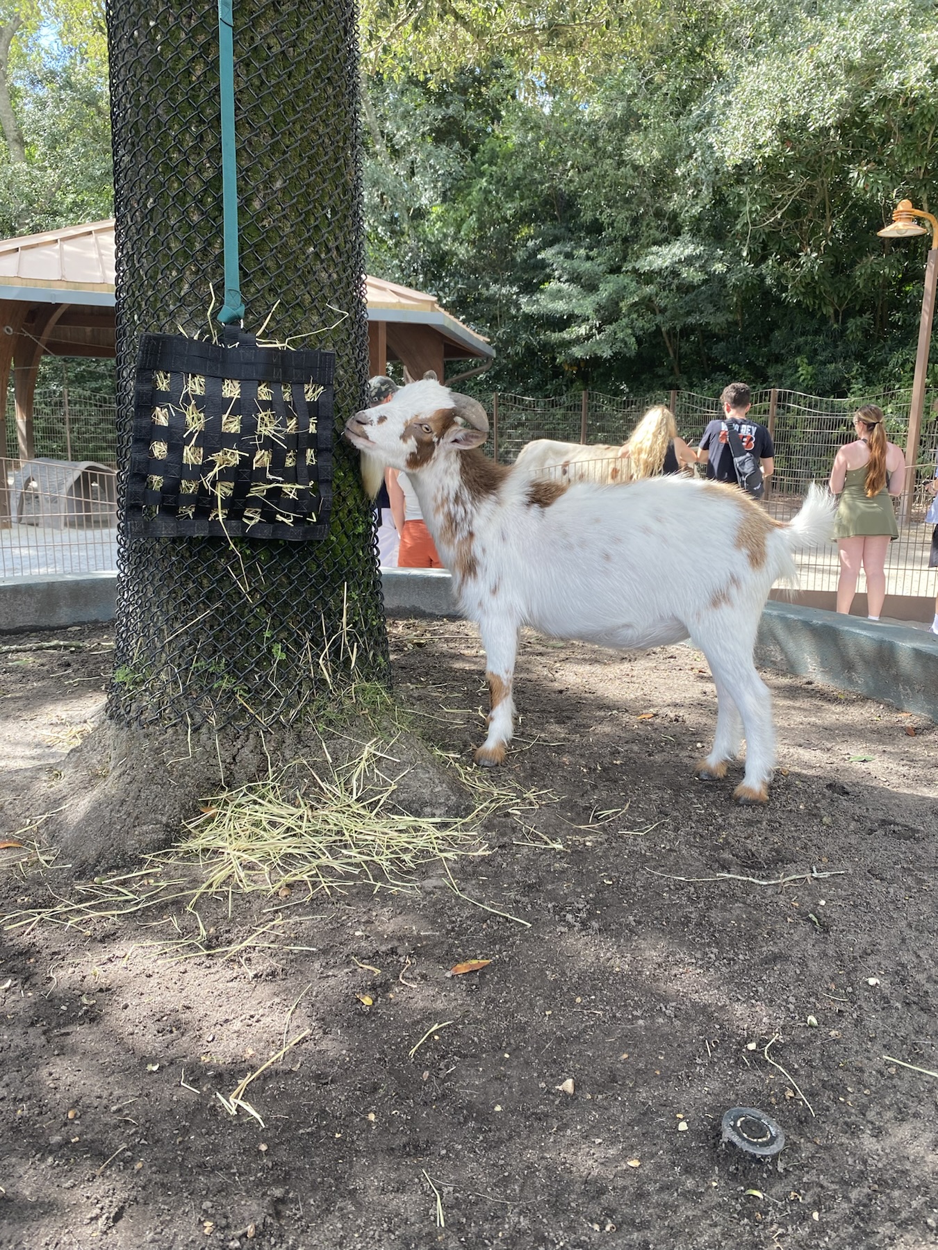 Goats to pet!