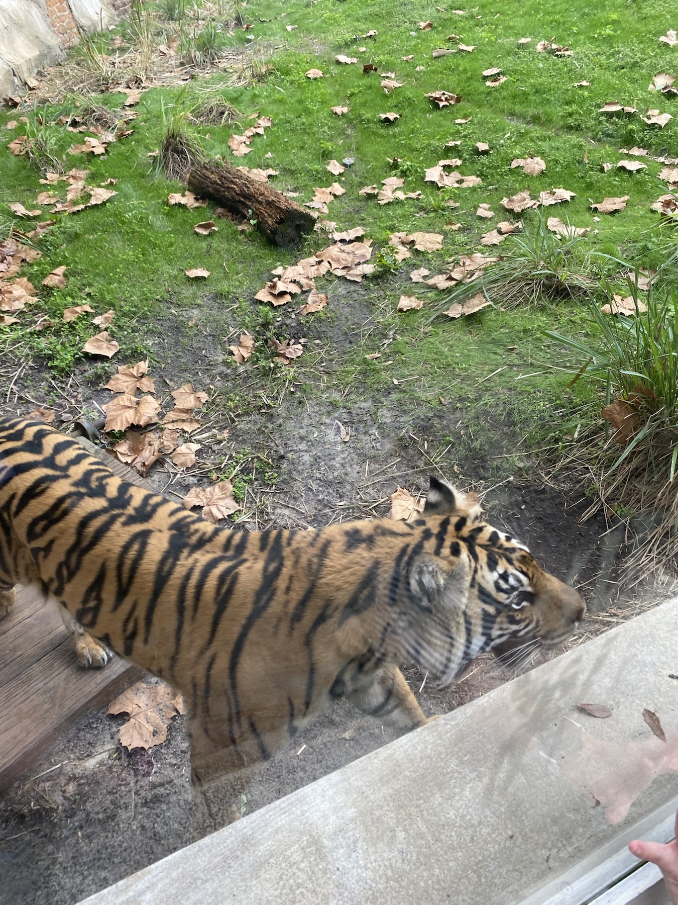 Mom Sonhi on Maharaja Jungle Trek