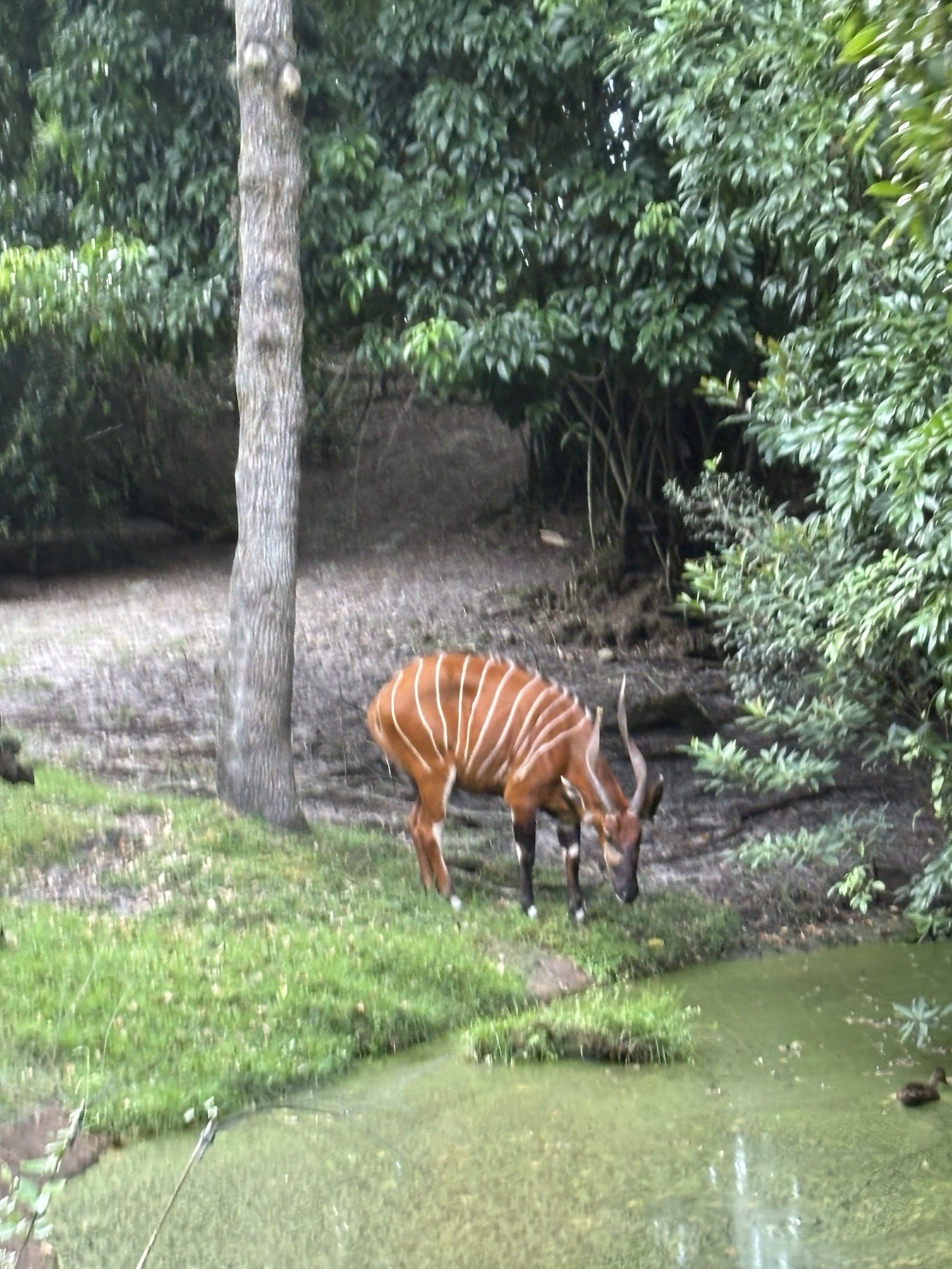 Post-rain excursion on Kilimanjaro Safaris