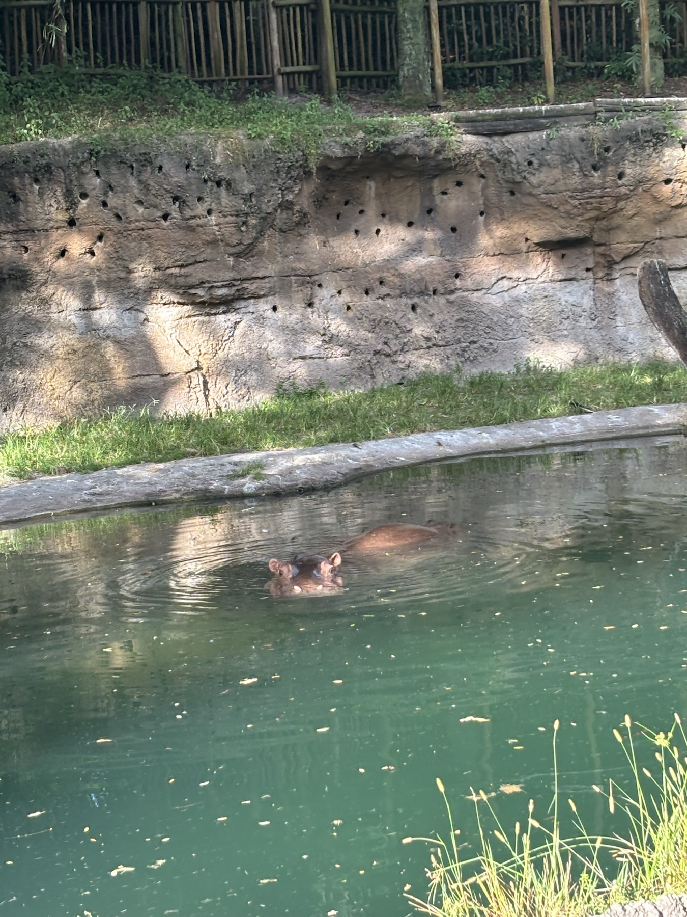 Post-rain excursion on Kilimanjaro Safaris