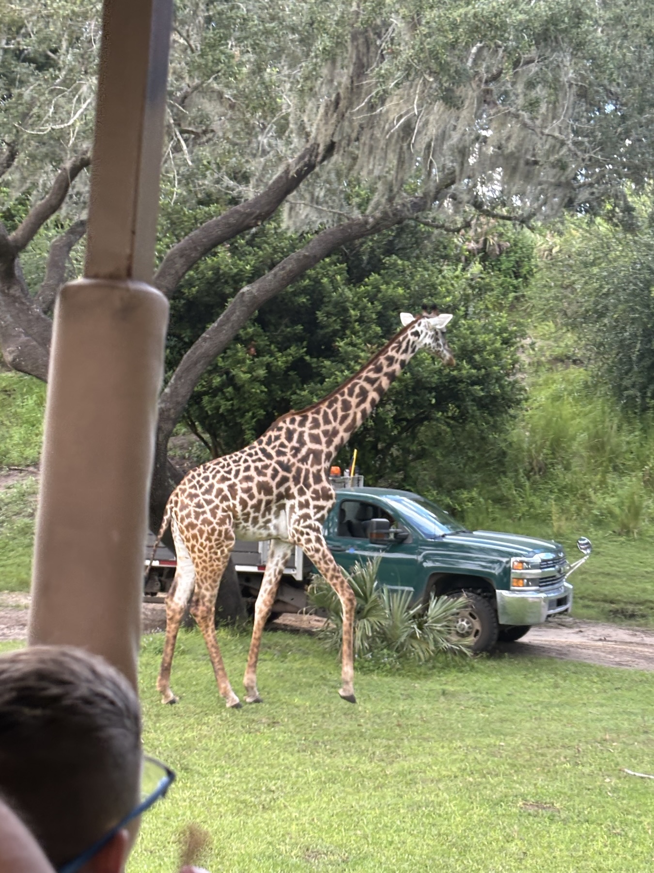 Post-rain excursion on Kilimanjaro Safaris
