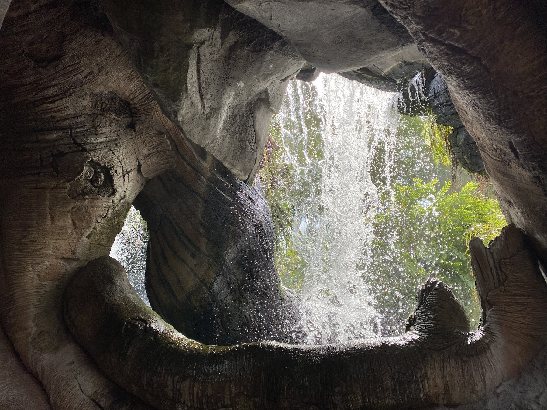 Tree of Life - Discovery Island Trails